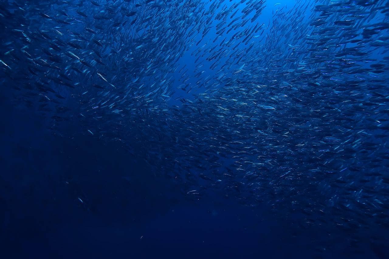 cardume de peixes no mar