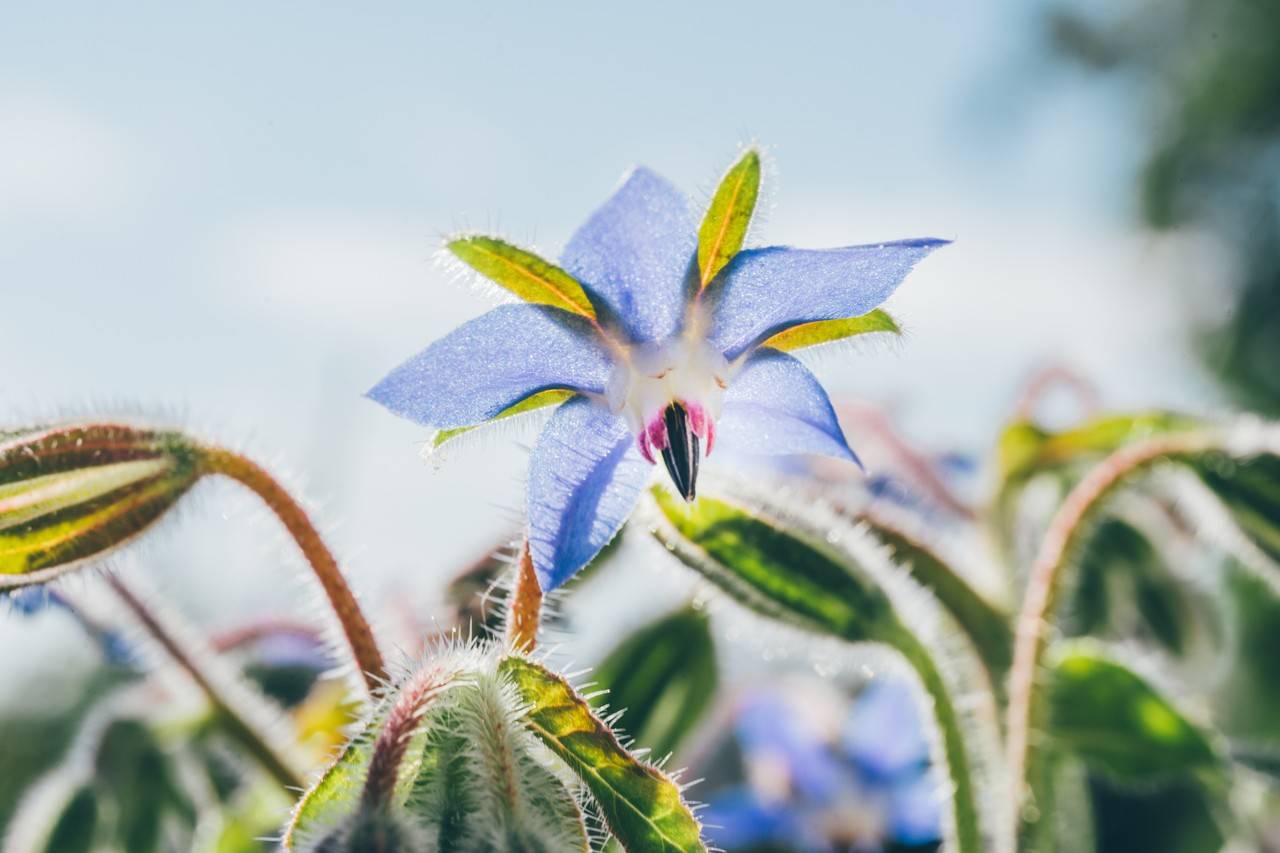flor de borage