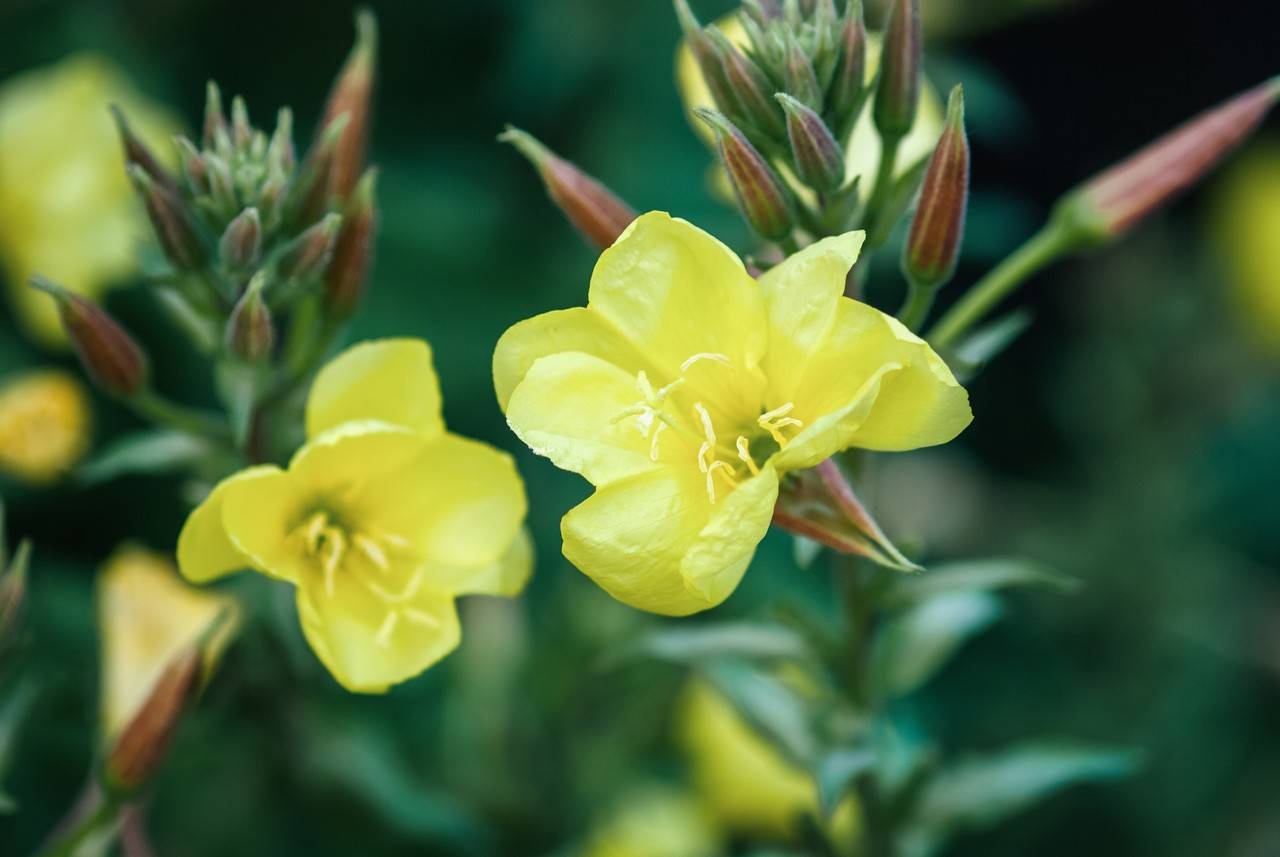 Flor verde de primula