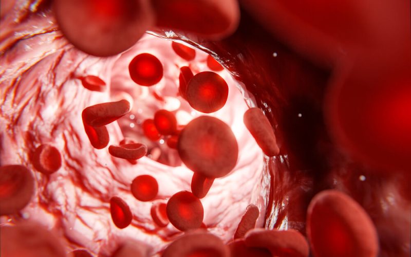 Red blood cells in vein, 3d render